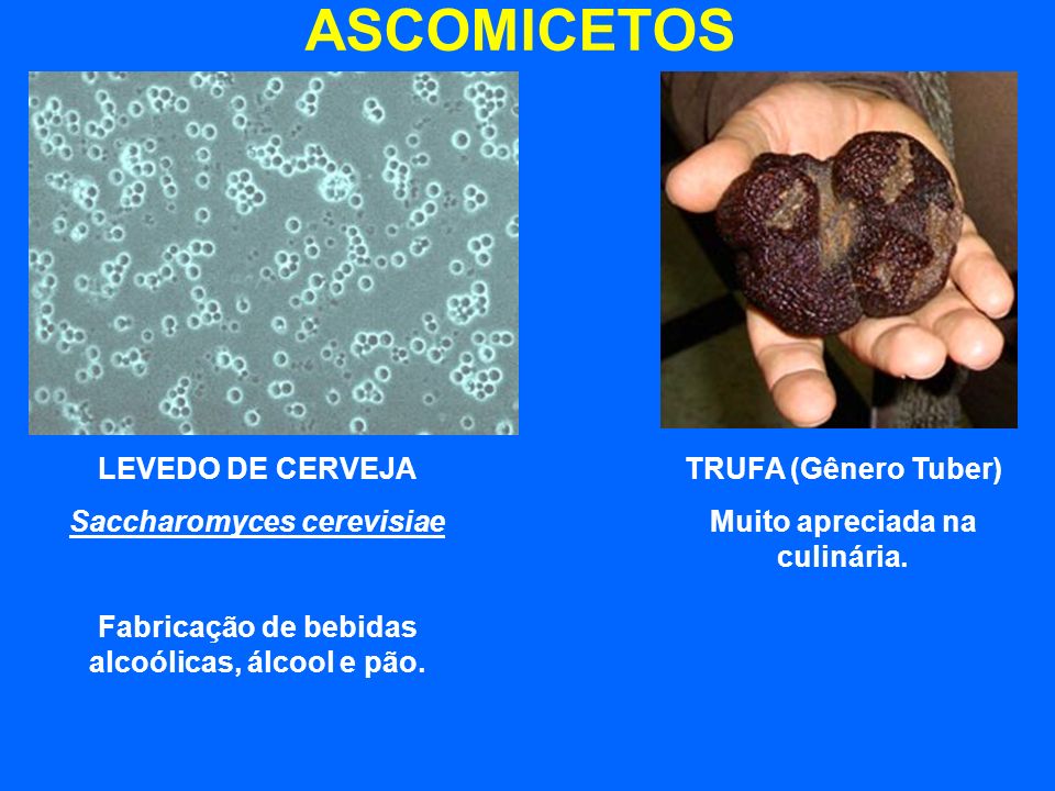 ASCOMICETOS LEVEDO DE CERVEJA Saccharomyces cerevisiae