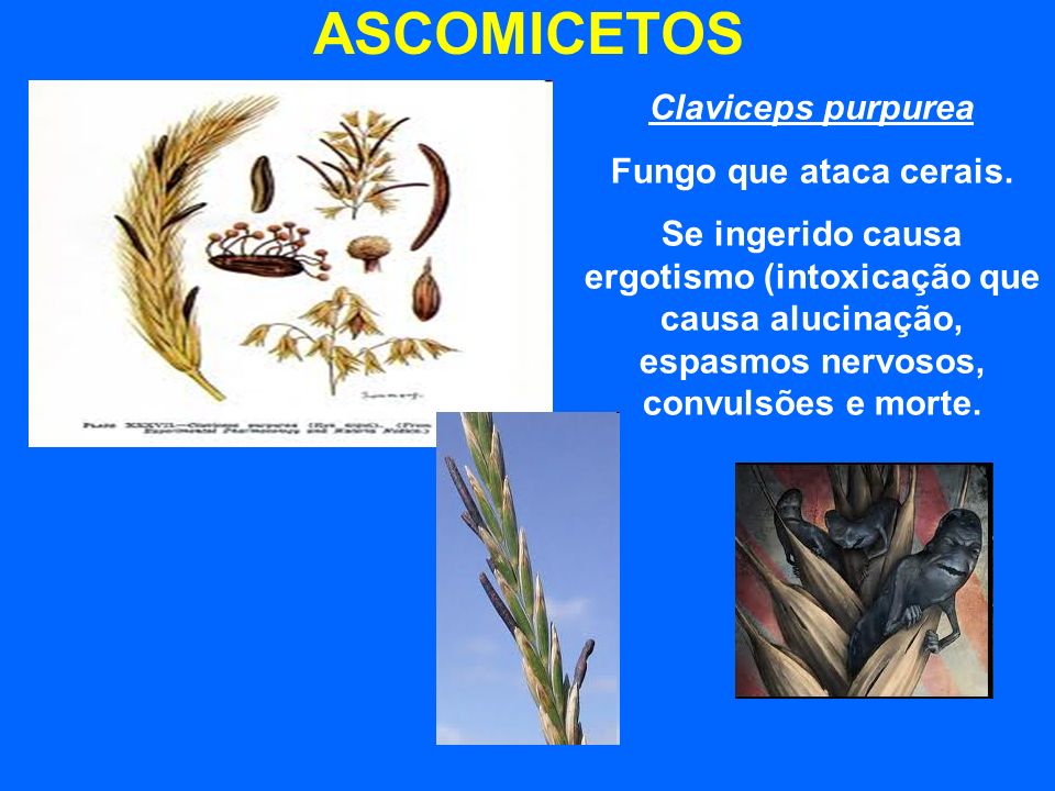 ASCOMICETOS Claviceps purpurea Fungo que ataca cerais.