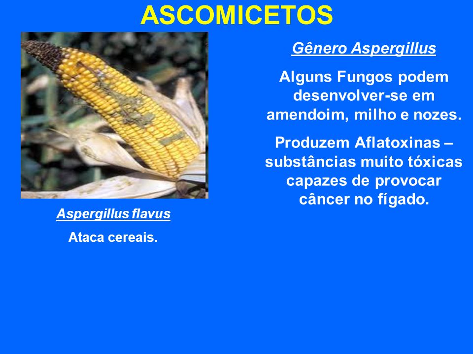 Alguns Fungos podem desenvolver-se em amendoim, milho e nozes.