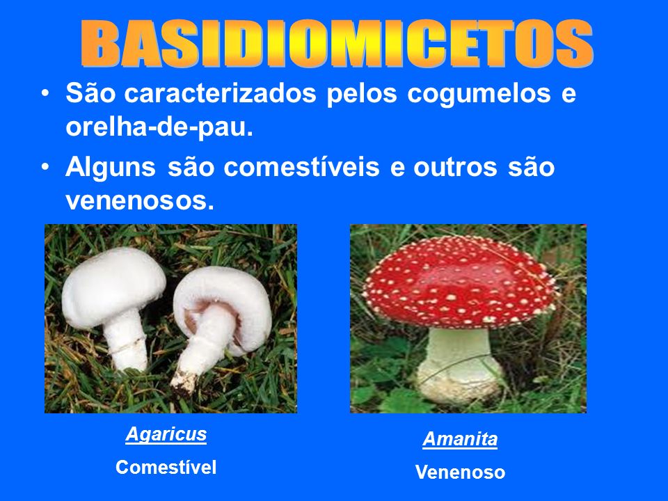 BASIDIOMICETOS São caracterizados pelos cogumelos e orelha-de-pau.