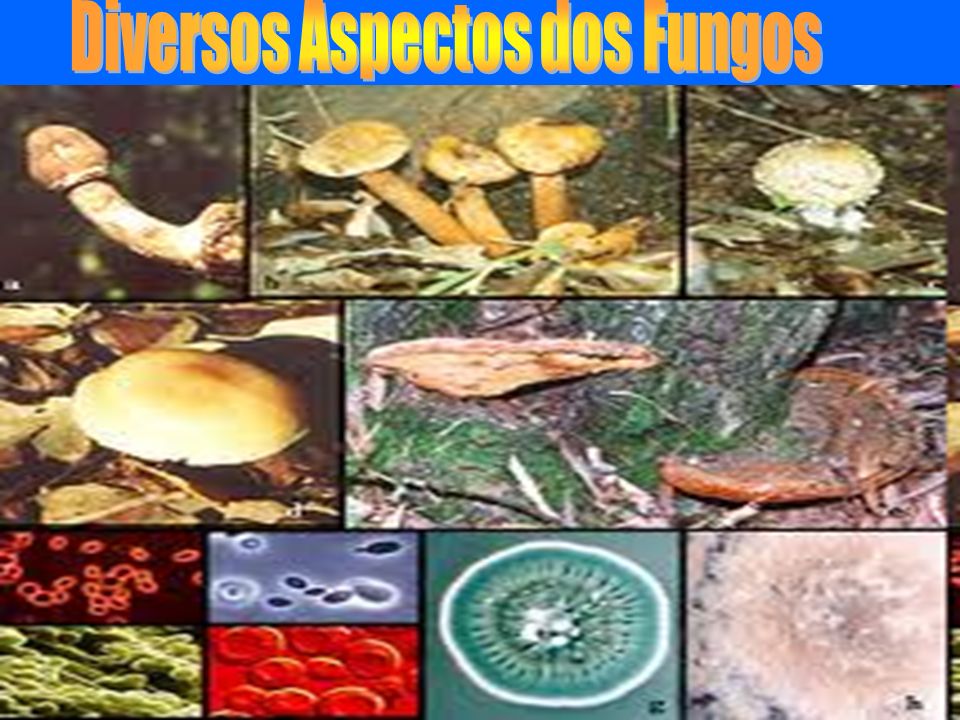 Diversos Aspectos dos Fungos