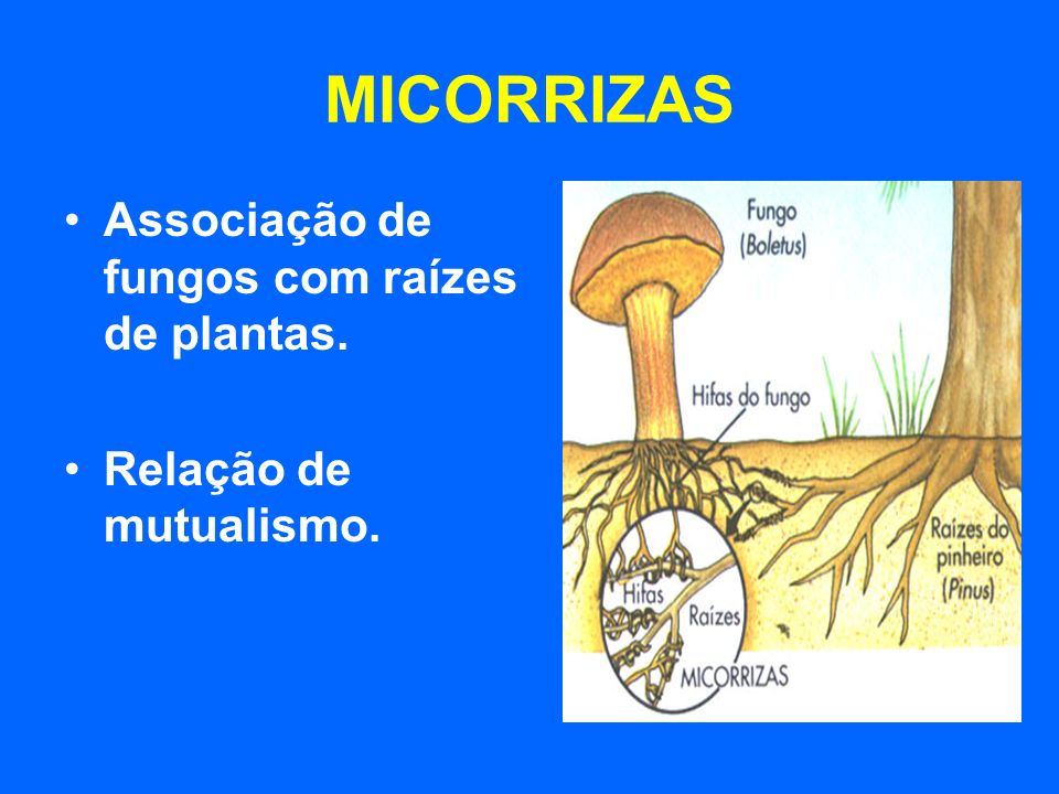 MICORRIZAS Associação de fungos com raízes de plantas.