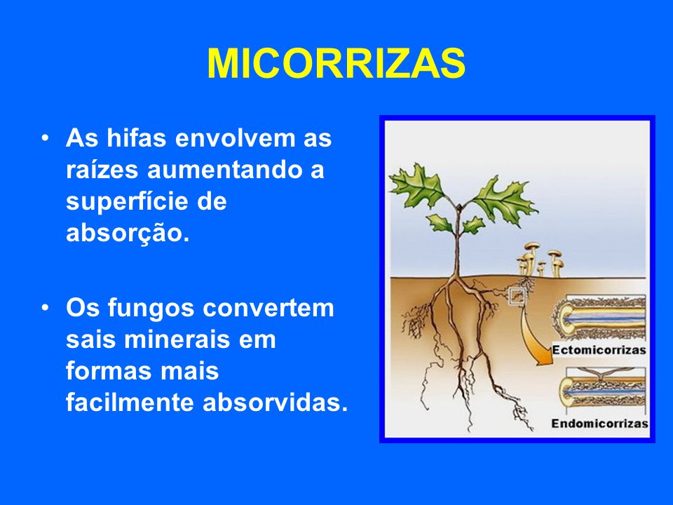 MICORRIZAS As hifas envolvem as raízes aumentando a superfície de absorção.