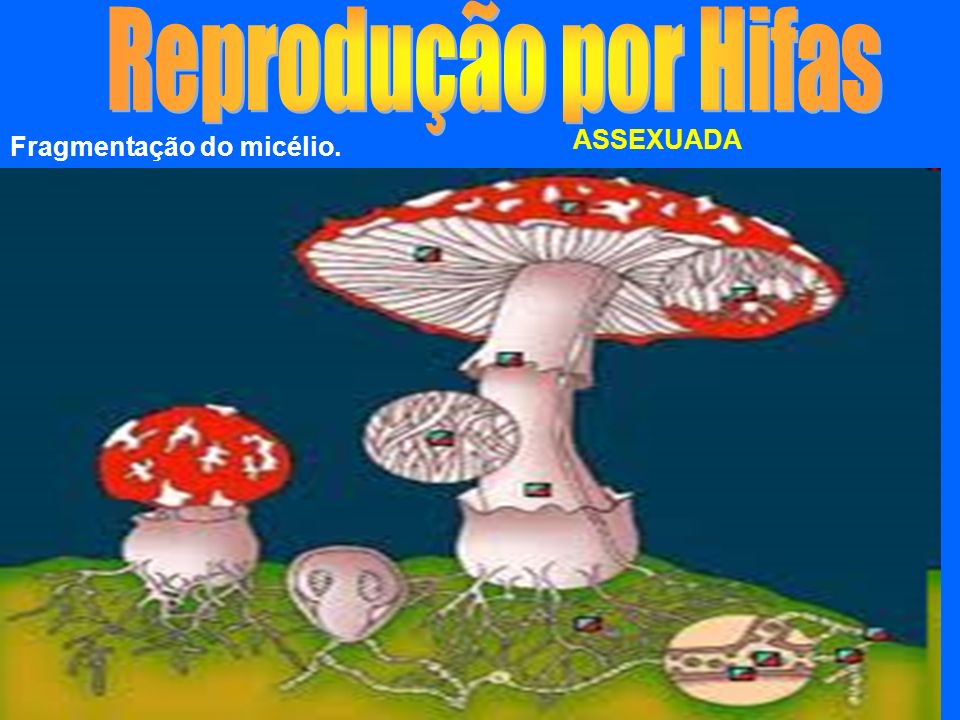Reprodução por Hifas ASSEXUADA Fragmentação do micélio.