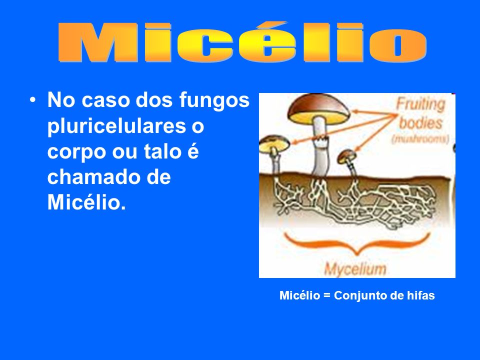 Micélio = Conjunto de hifas