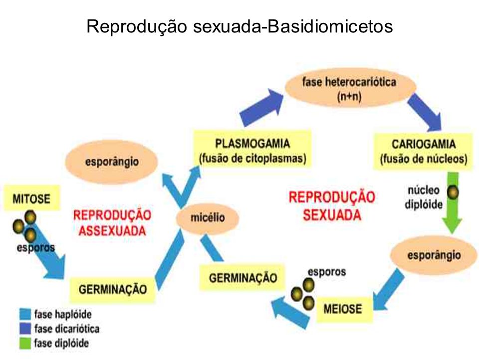 Reprodução sexuada-Basidiomicetos