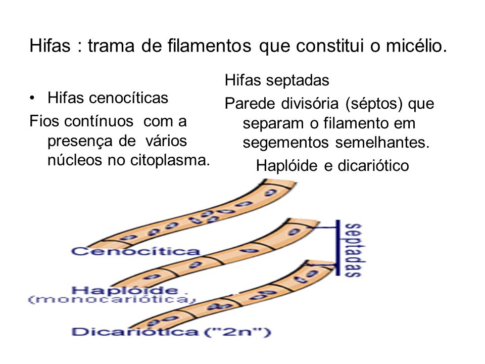 Hifas : trama de filamentos que constitui o micélio.