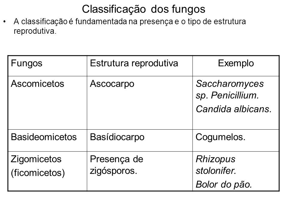 Classificação dos fungos