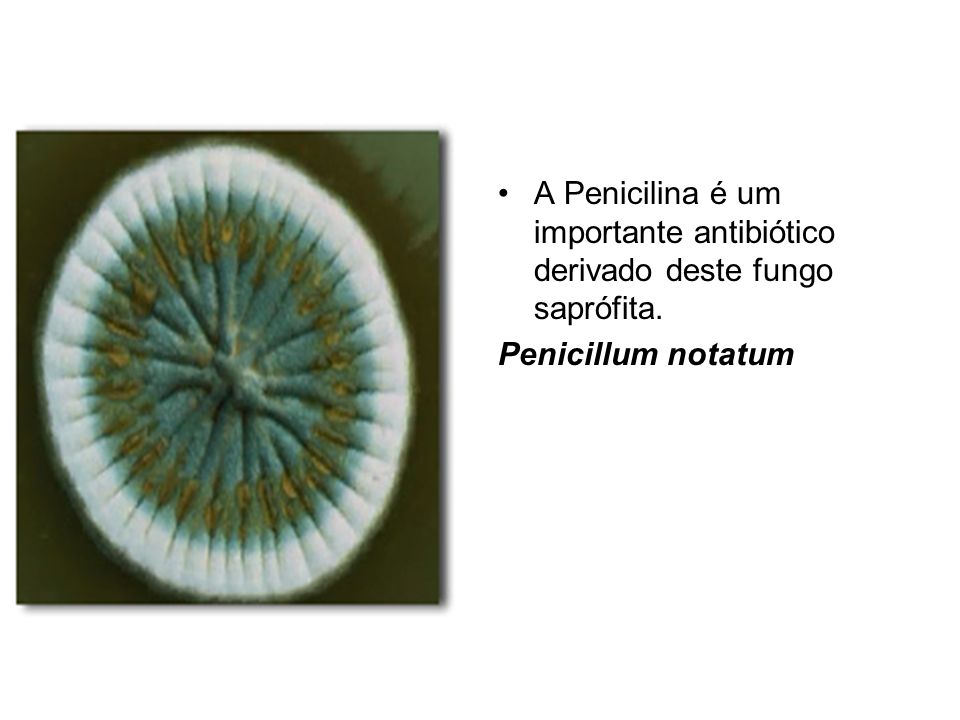 A Penicilina é um importante antibiótico derivado deste fungo saprófita.