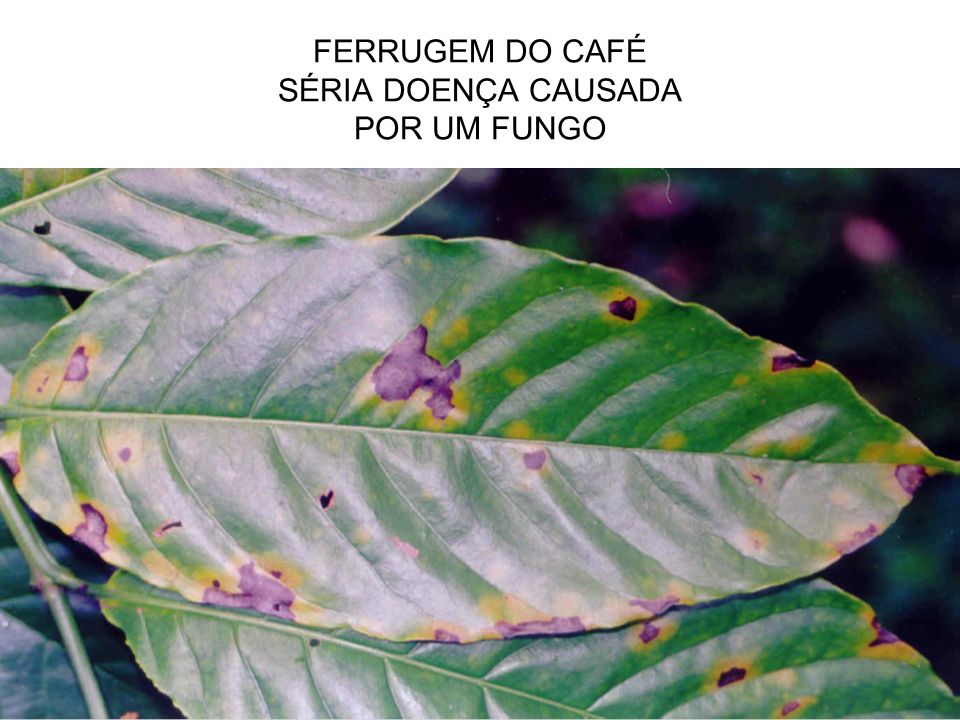 FERRUGEM DO CAFÉ SÉRIA DOENÇA CAUSADA POR UM FUNGO