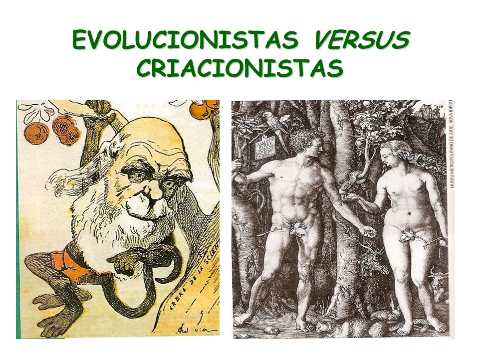 Resultado de imagem para criacionismo e evolucionismo