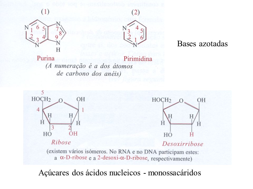Bases azotadas Açúcares dos ácidos nucleicos - monossacáridos
