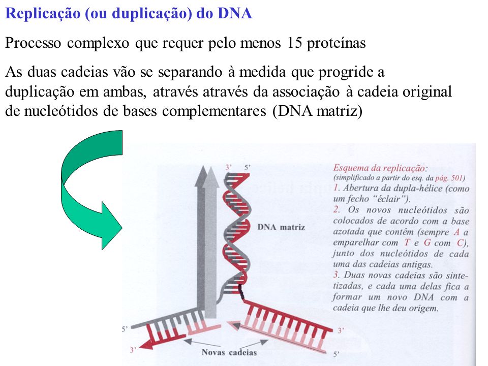 Replicação (ou duplicação) do DNA