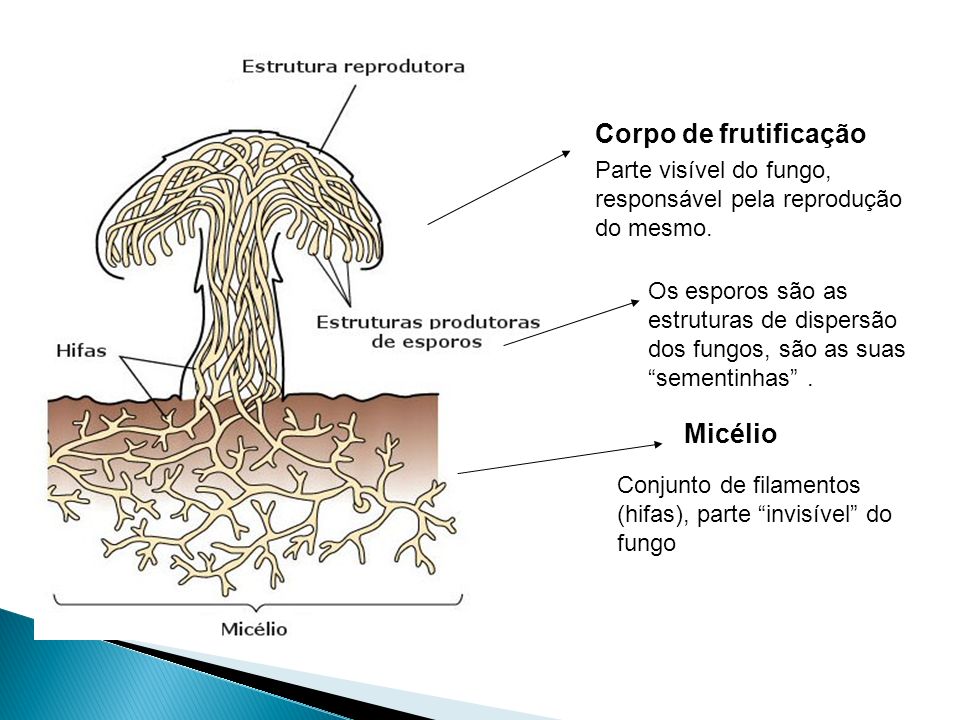 Corpo de frutificação Micélio Parte visível do fungo,