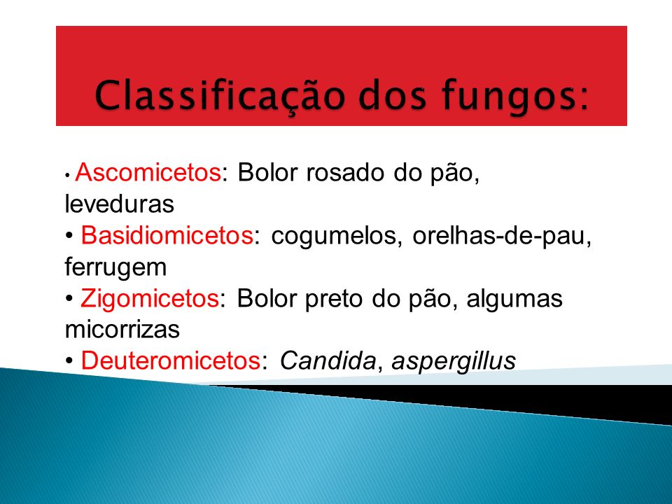 Classificação dos fungos: