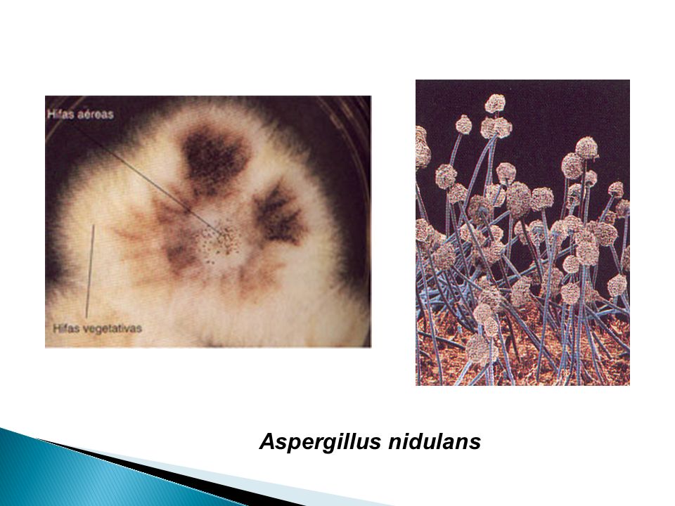Aspergillus nidulans