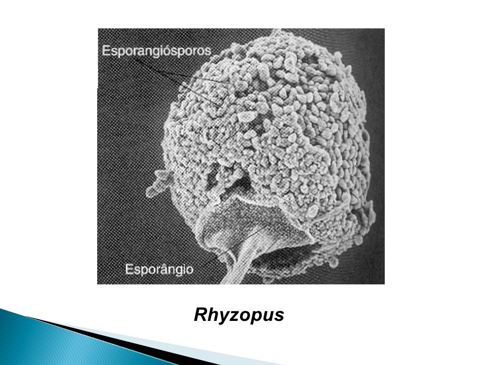 Rhyzopus