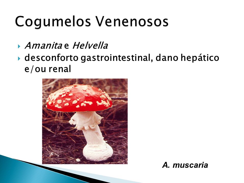 Cogumelos Venenosos Amanita e Helvella
