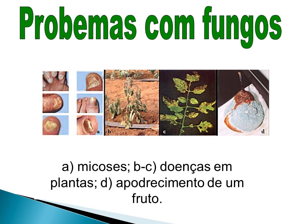 a) micoses; b-c) doenças em plantas; d) apodrecimento de um fruto.