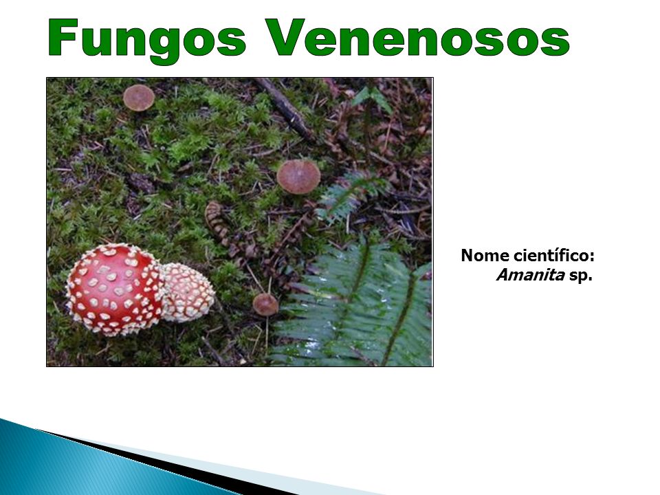 Fungos Venenosos Nome científico: Amanita sp.