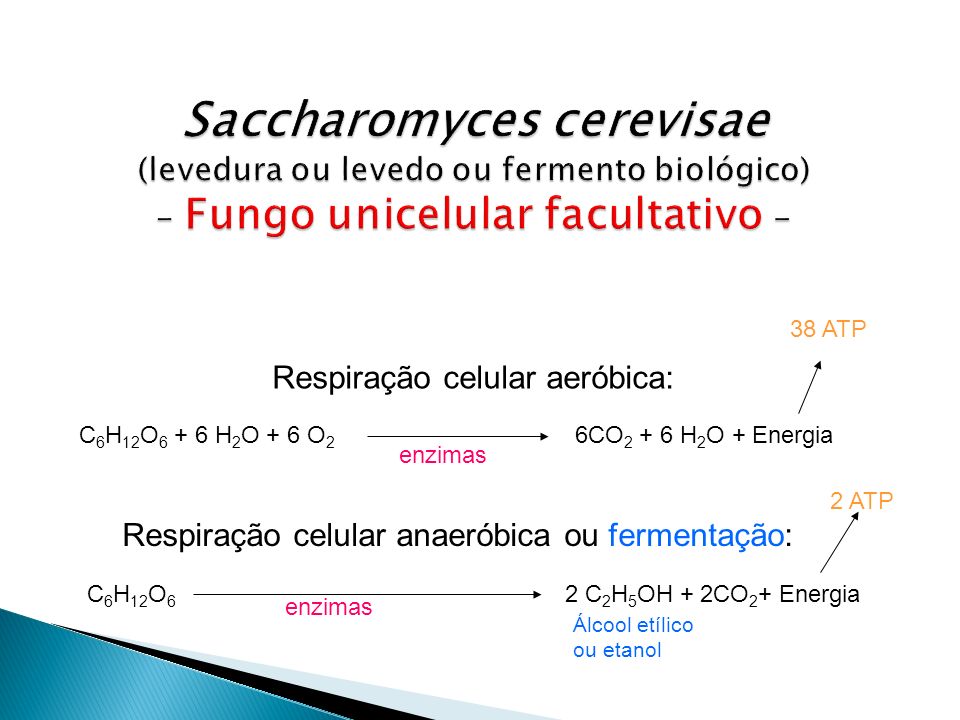 Saccharomyces cerevisae (levedura ou levedo ou fermento biológico) - Fungo unicelular facultativo -