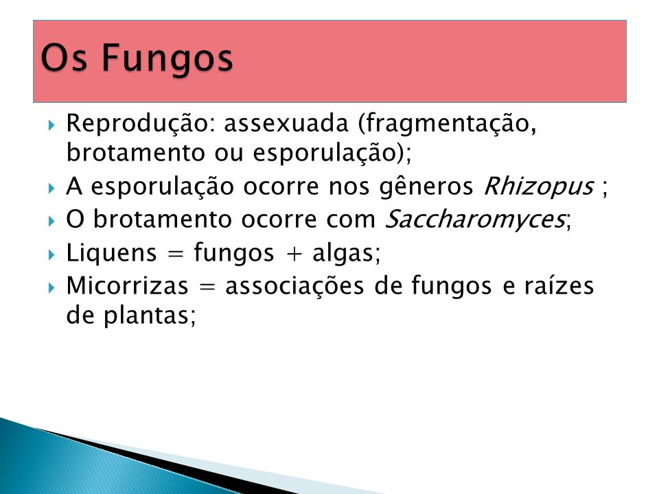 Os Fungos Reprodução: assexuada (fragmentação, brotamento ou esporulação); A esporulação ocorre nos gêneros Rhizopus ;