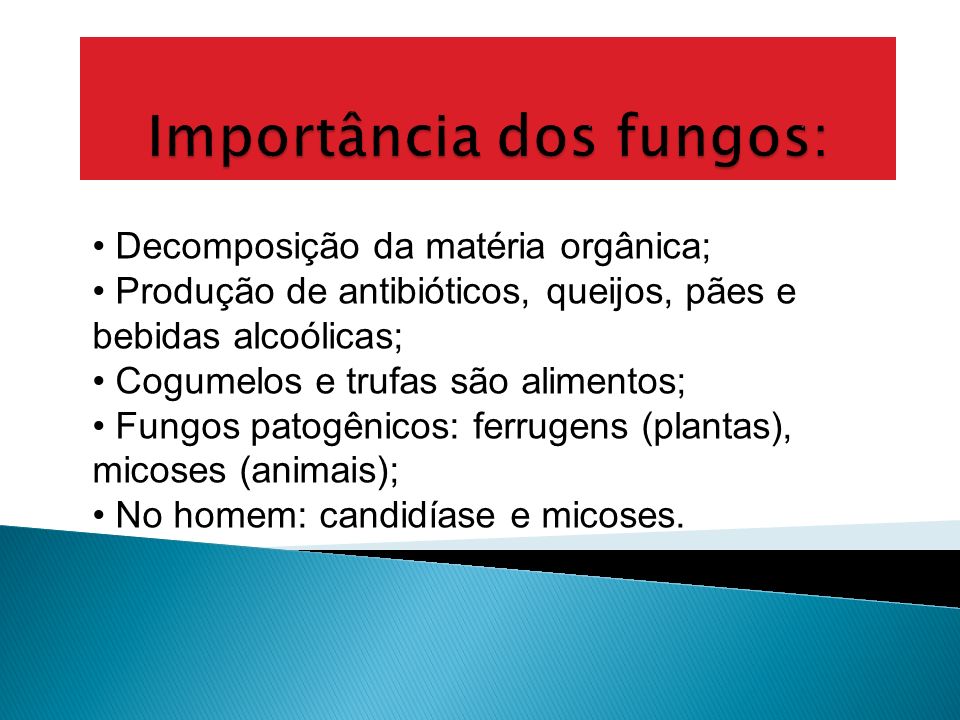 Importância dos fungos: