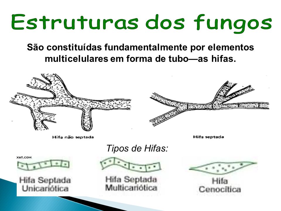 Estruturas dos fungos São constituídas fundamentalmente por elementos multicelulares em forma de tubo—as hifas.