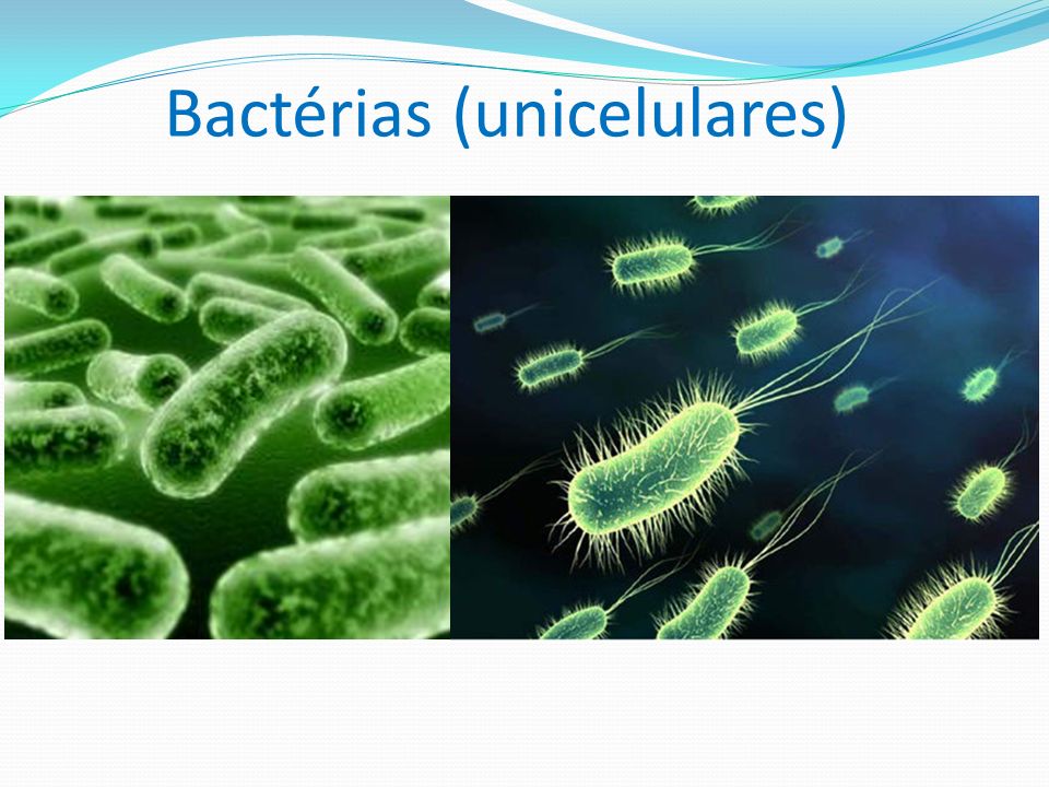 Bactérias (unicelulares)
