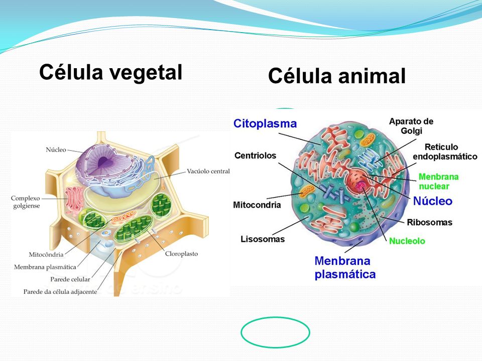 Célula vegetal Célula animal