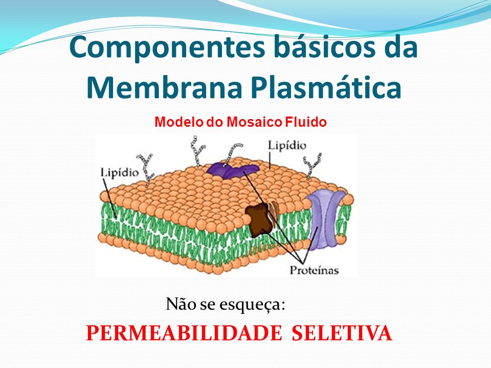 Componentes básicos da Membrana Plasmática