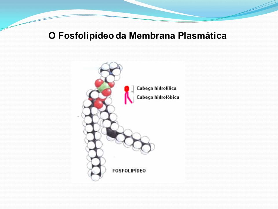 O Fosfolipídeo da Membrana Plasmática