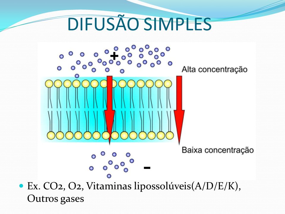 DIFUSÃO SIMPLES + - Ex. CO2, O2, Vitaminas lipossolúveis(A/D/E/K), Outros gases