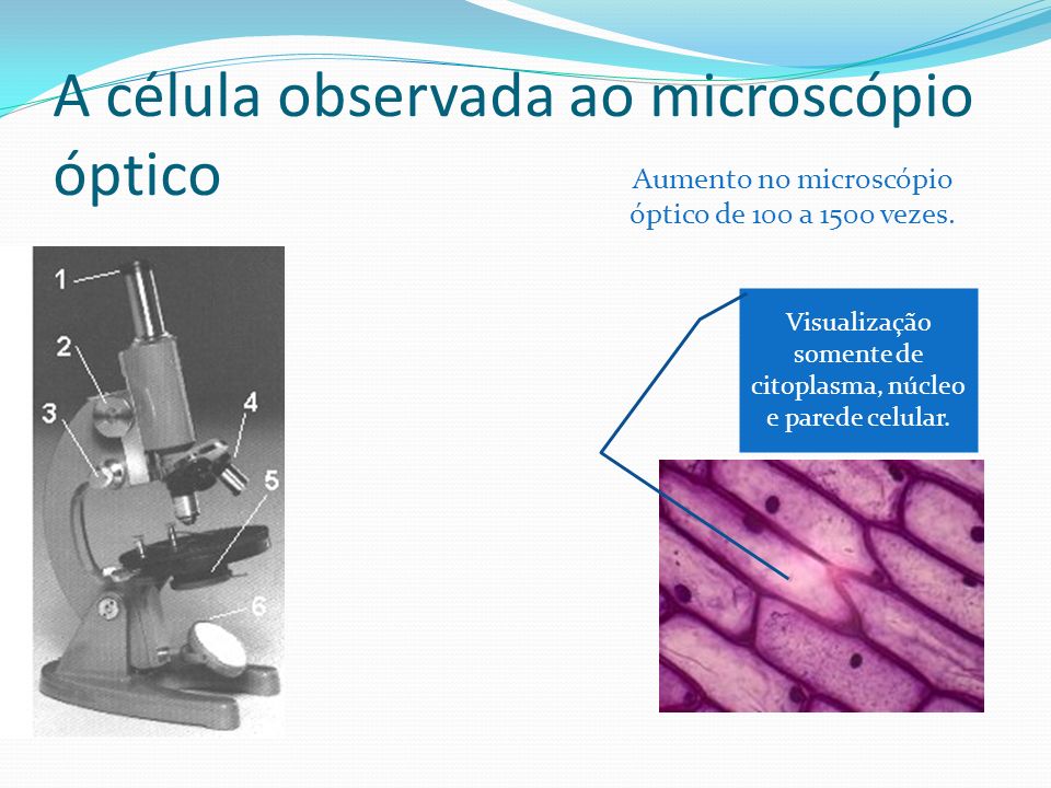 A célula observada ao microscópio óptico