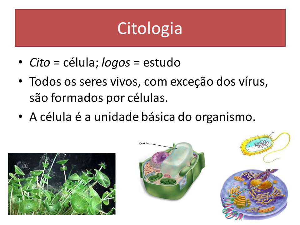 Citologia Cito = célula; logos = estudo
