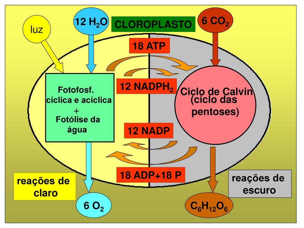 12 H2O 6 CO2 (ciclo das pentoses) 6 O2 C6H12O6