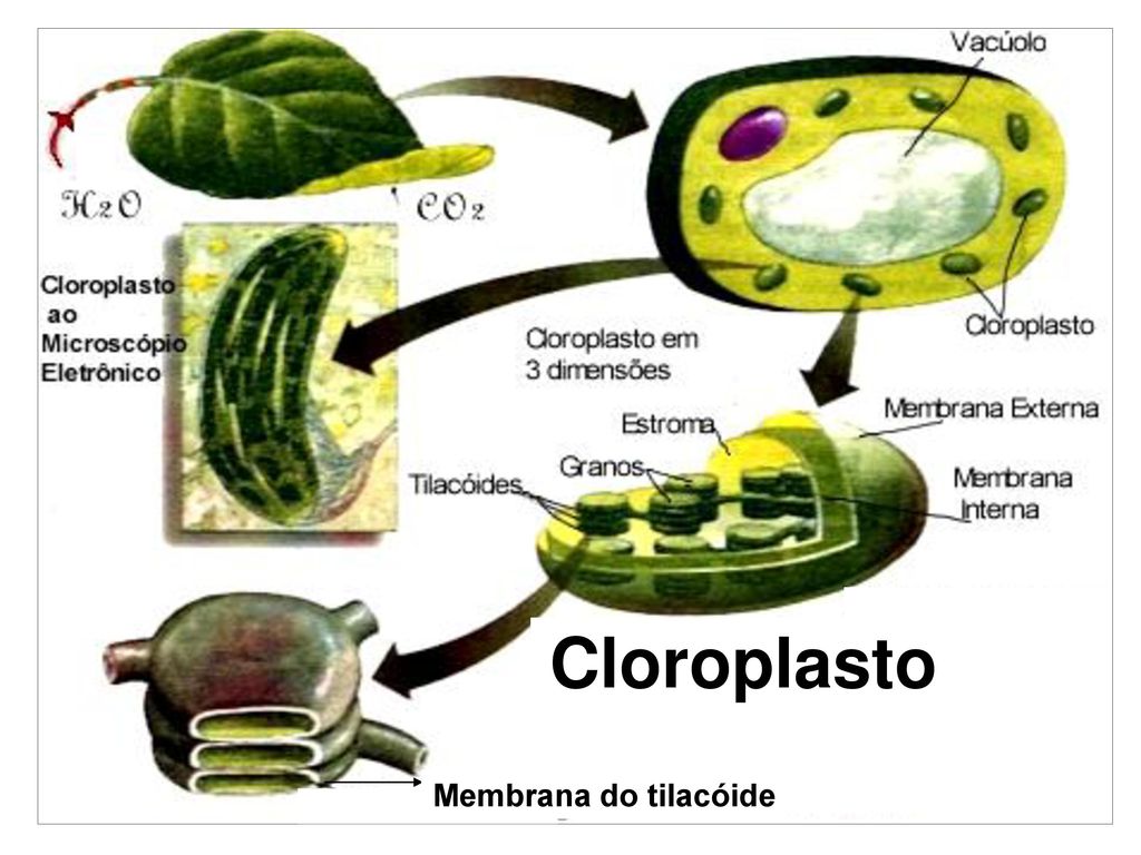 Membrana do tilacóide Cloroplasto