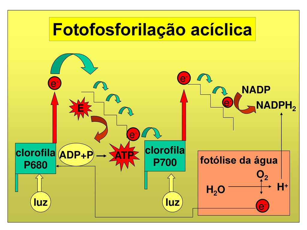 Fotofosforilação acíclica