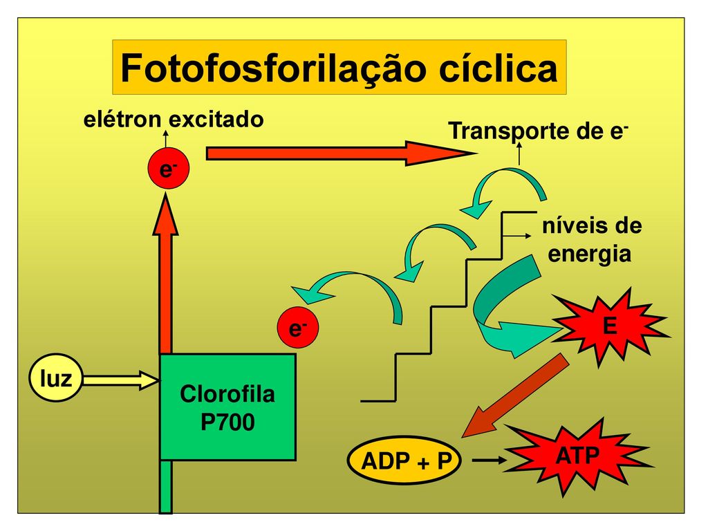 Fotofosforilação cíclica