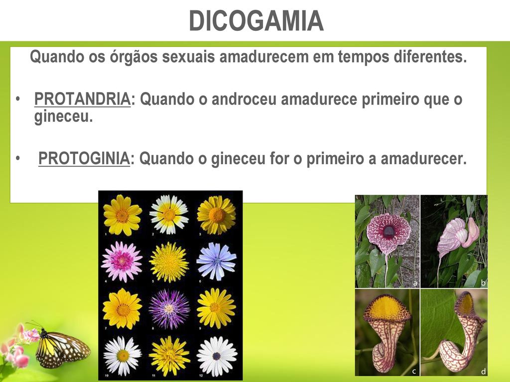 FECUNDAÇÃO DE ANGIOSPERMA - ppt carregar