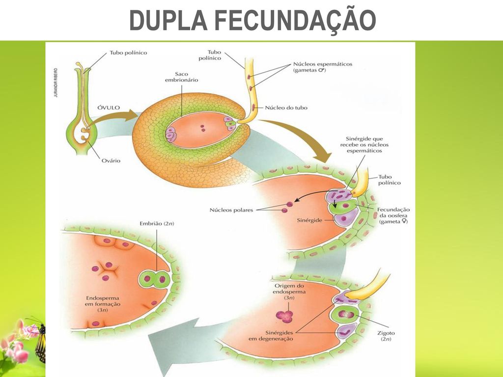 FECUNDAÇÃO DE ANGIOSPERMA - ppt carregar