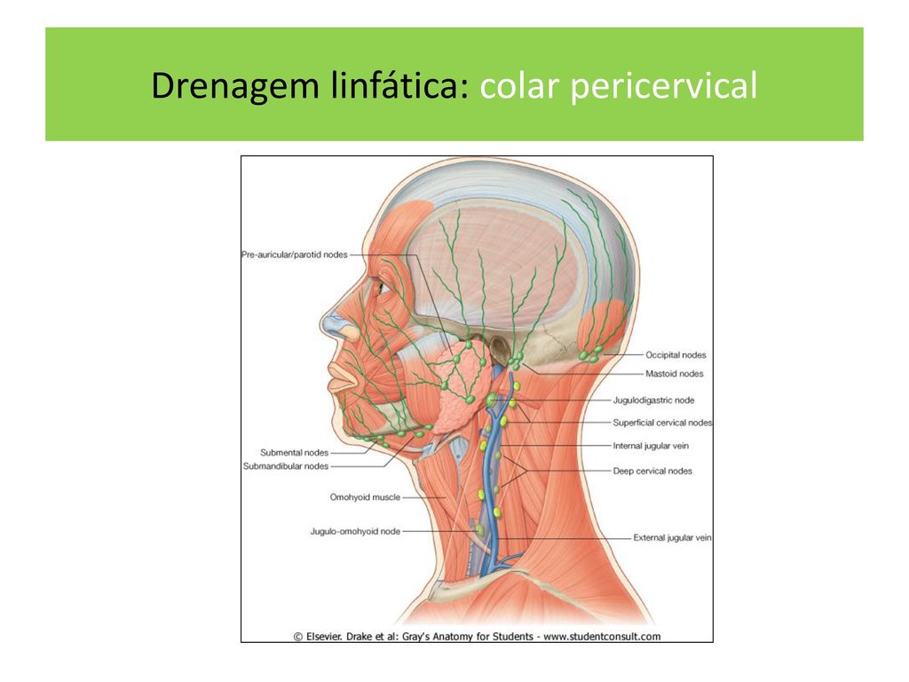 Drenagem linfática: colar pericervical
