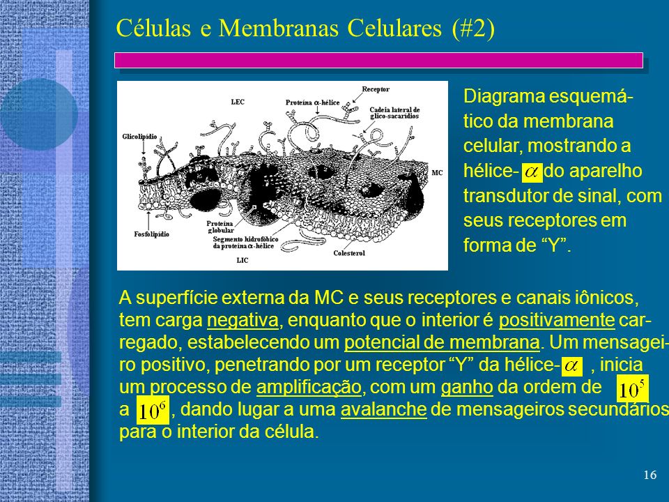 Células e Membranas Celulares (#2)