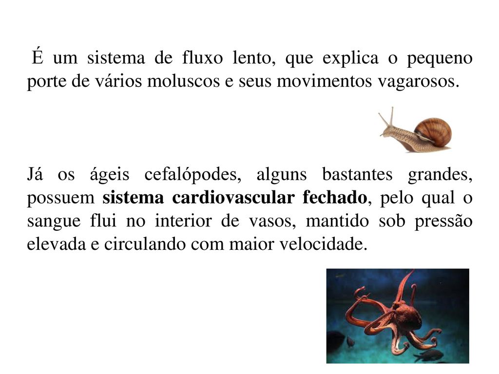 É um sistema de fluxo lento, que explica o pequeno porte de vários moluscos e seus movimentos vagarosos.