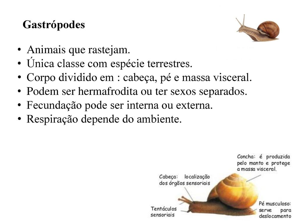 Gastrópodes Animais que rastejam. Única classe com espécie terrestres. Corpo dividido em : cabeça, pé e massa visceral.