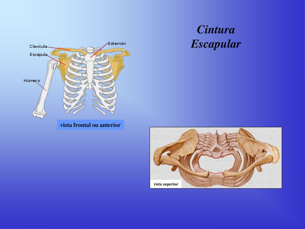 Ossos, Articulações e Músculos da Cintura Escapular - ppt carregar
