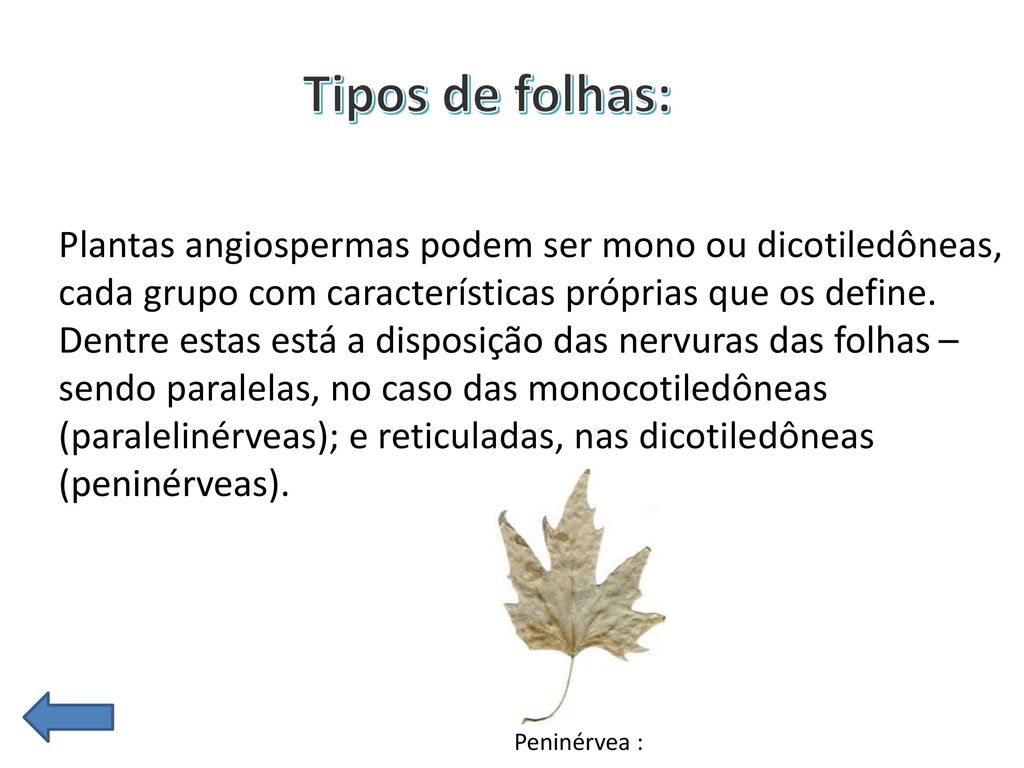 Angiospermas - Seminário Angiospermas