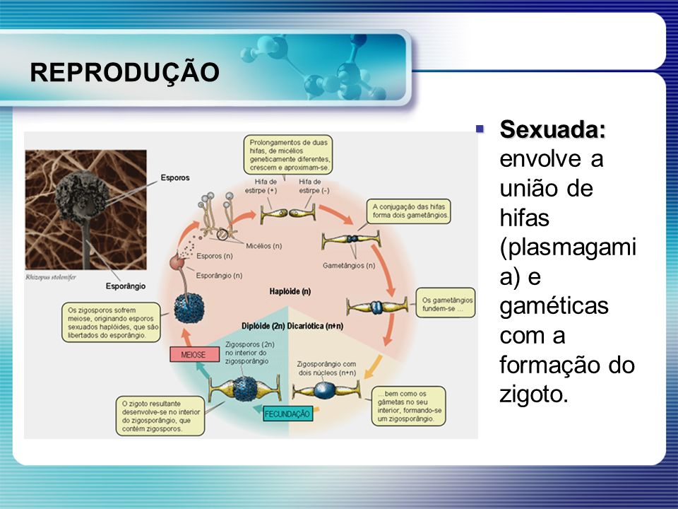 REPRODUÇÃO Sexuada: envolve a união de hifas (plasmagamia) e gaméticas com a formação do zigoto.