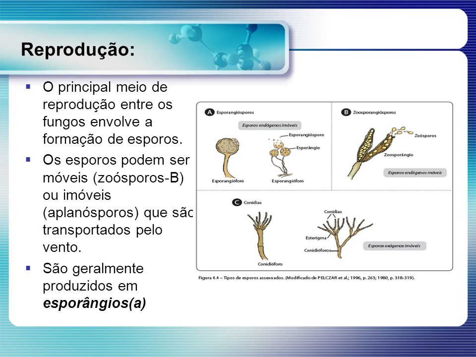 Reprodução: O principal meio de reprodução entre os fungos envolve a formação de esporos.