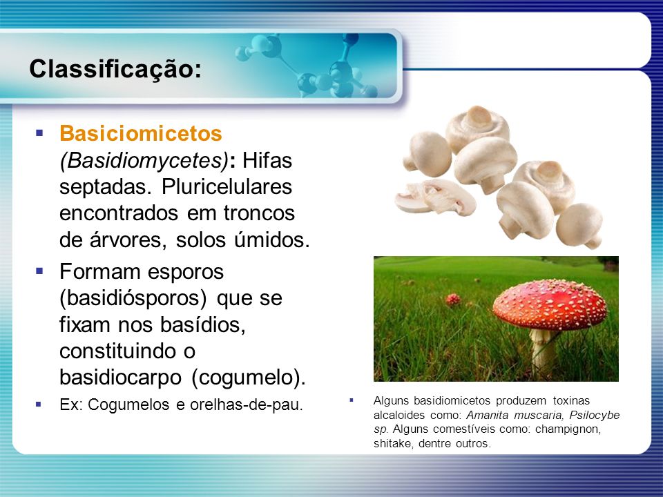 Classificação: Basiciomicetos (Basidiomycetes): Hifas septadas. Pluricelulares encontrados em troncos de árvores, solos úmidos.